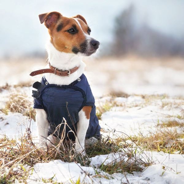Dog in winter coat 